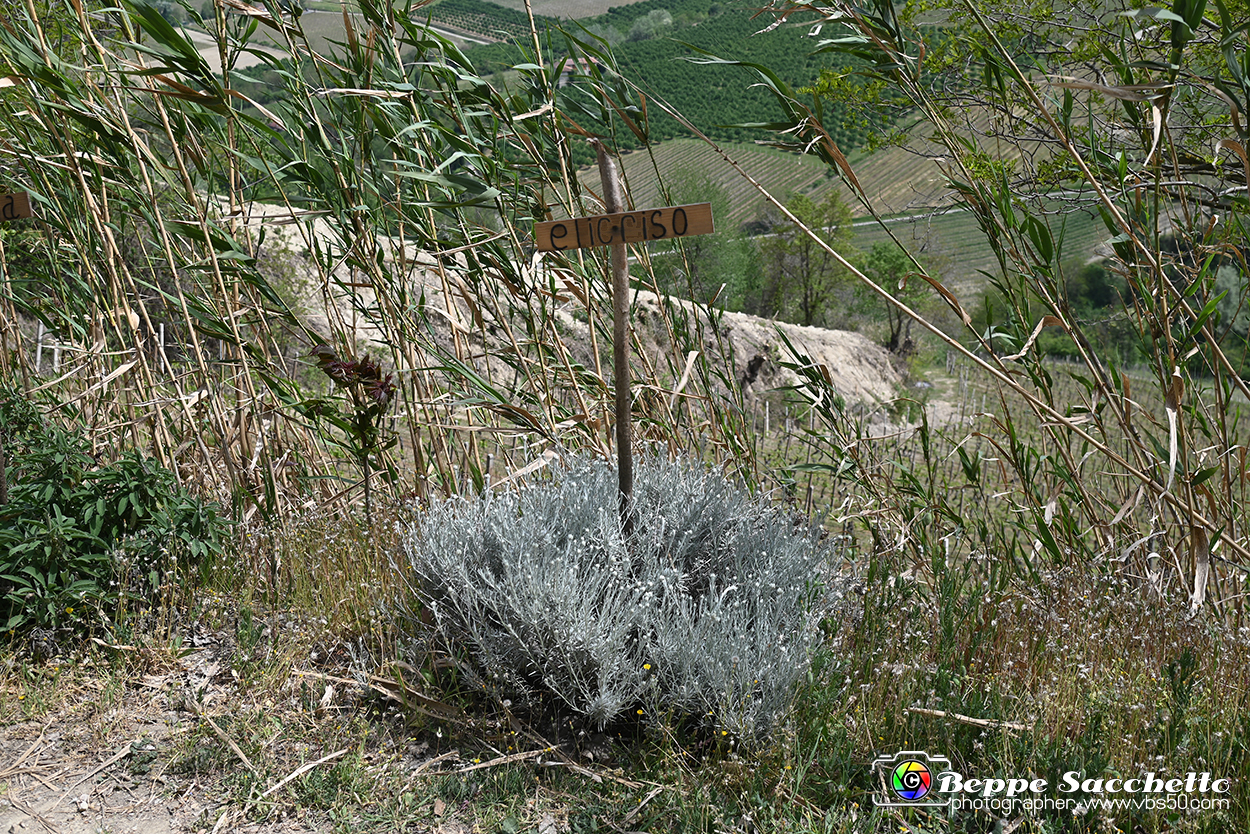 VBS_3125 - Mango (Cuneo) - Gnomovia.jpg